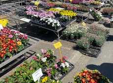 1mei