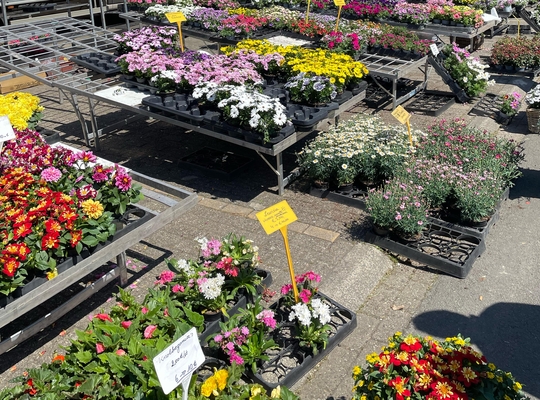 1mei